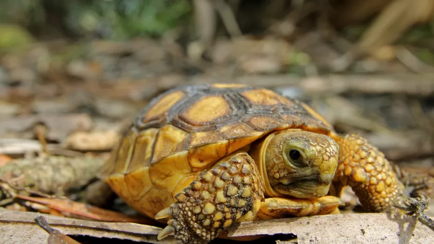 Baby Gopher Tortoise on vegetation