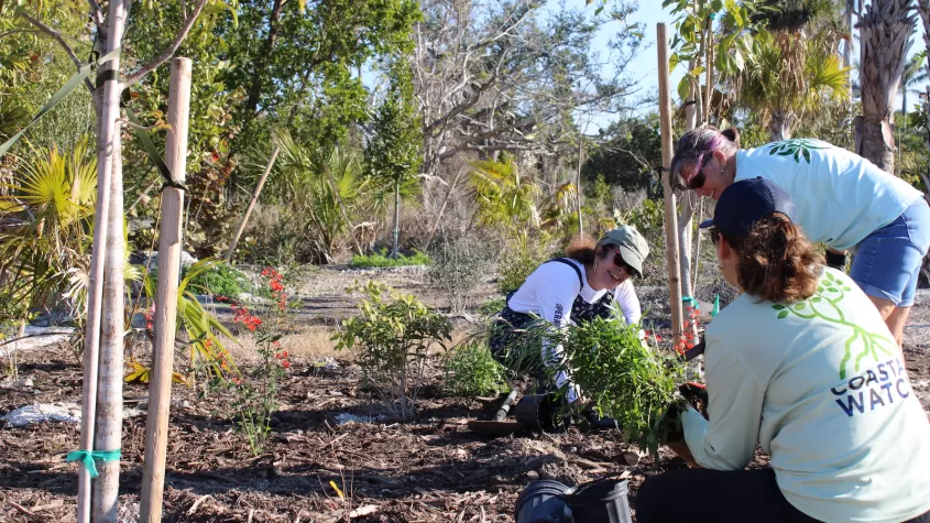 volunteers planting plants in a preserve